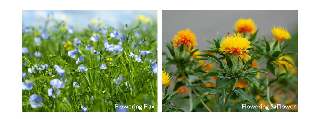 Flax seed, flax oil, safflower, safflower oil